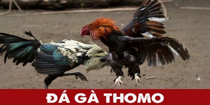 Quy định về thời gian thi đấu đá gà trực tiếp thomo 24/7